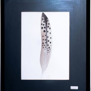 Obra enmarcada: Pluma de Avestruz (37x45 cm)