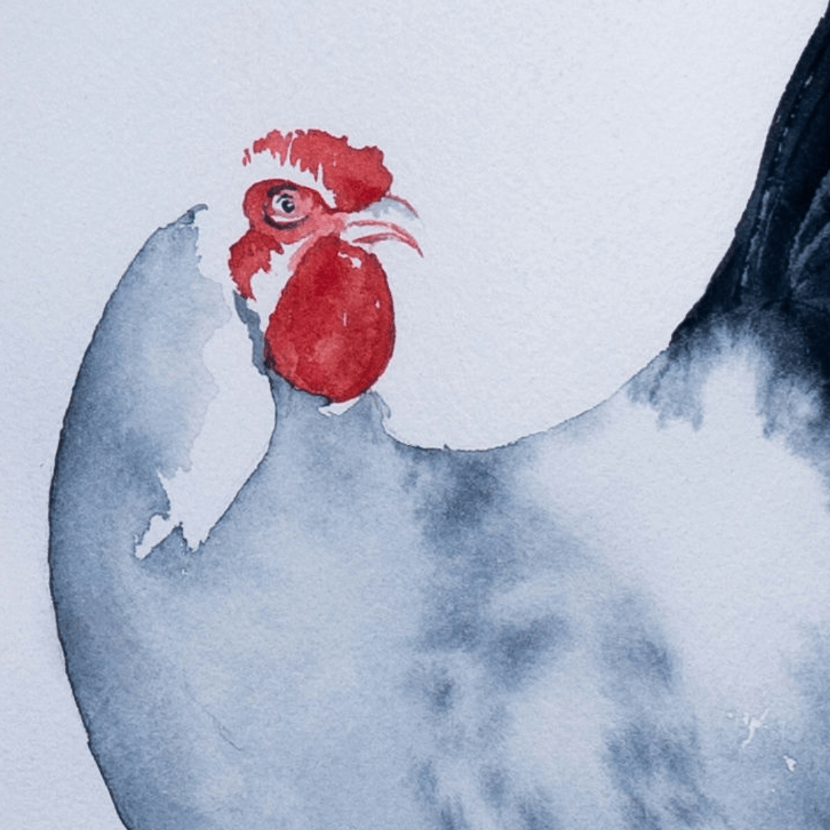 Acuarela de Gallo de Autor Desconocido (30x45 cm) - Imagen 2