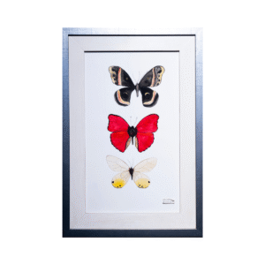 Ilustración Enmarcada de Tres Mariposas - Belleza Atemporal (35x51 cm)