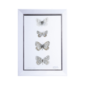 Vintage Display Case con Tres Especímenes de Mariposas en Marco Blanco (26x35 cm)