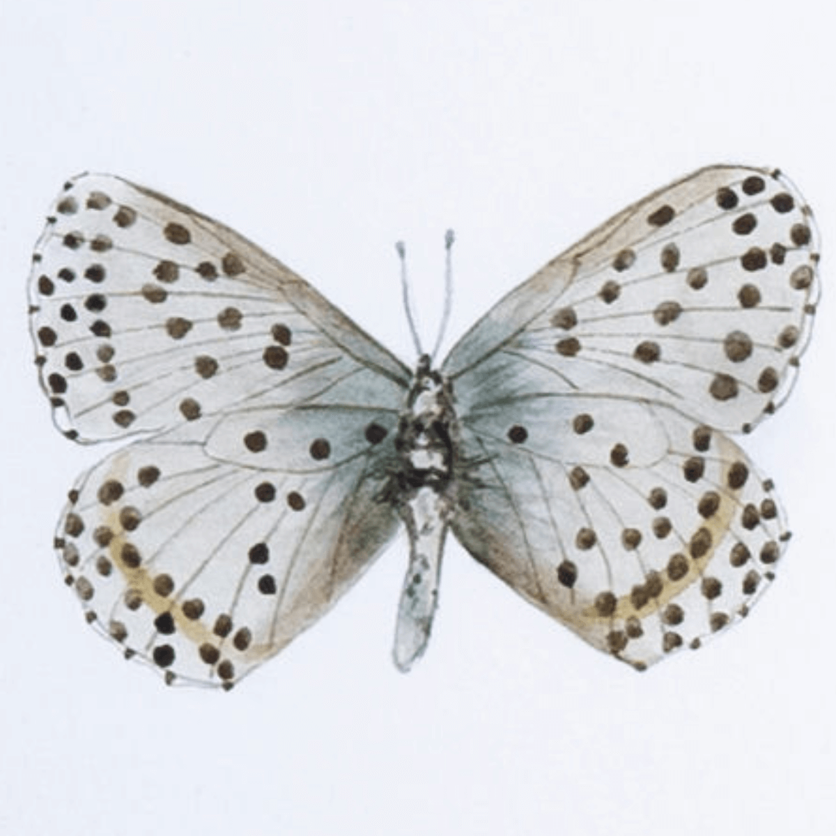 Vintage Display Case con Tres Especímenes de Mariposas en Marco Blanco (26x35 cm) - Imagen 2