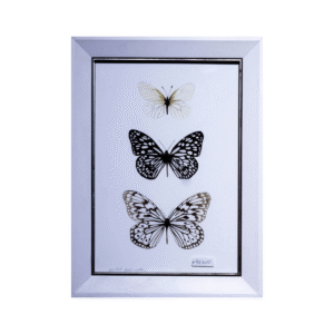 Obra enmarcada de tres mariposas en triángulo (26x35 cm)