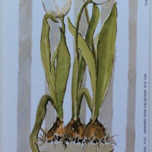 Lámina de Arte - Tulipas por Charlene Olson (10x25 cm)