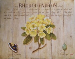 Lámina de Arte - The Cream Rododendrom (25x20 cm)