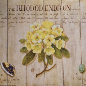 Lámina de Arte - The Cream Rododendrom (25x20 cm)