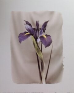 Lámina de Arte Floral - Iris de D. Stefanich (20x25 cm)
