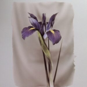 Lámina de Arte Floral - Iris de D. Stefanich (20x25 cm)