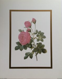 Lámina de Arte Floral - Vibrantes Flores (20x25 cm)