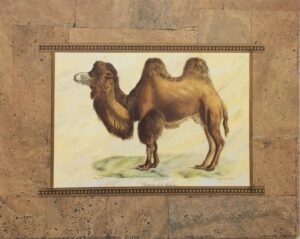 Lámina de Arte Animal - CAMEL (25x20 cm)