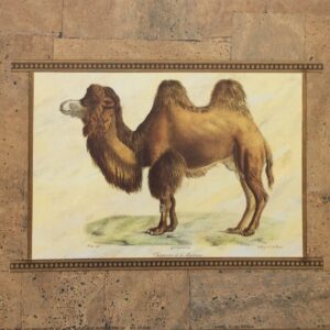 Lámina de Arte Animal - CAMEL (25x20 cm)