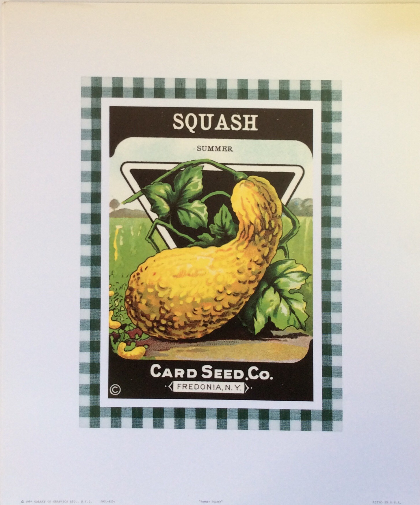 Lámina de Arte 'Summer Squash' - 25.5 x 35.5 cm