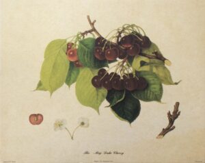 Lámina Artística - THE MAY DUKE CHERRY (30x24 cm)