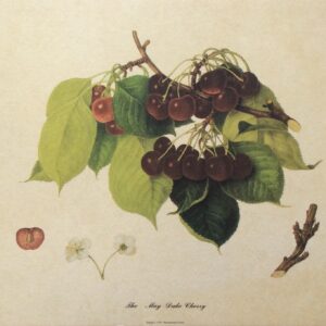 Lámina Artística - THE MAY DUKE CHERRY (30x24 cm)