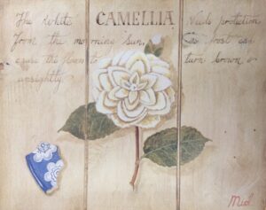 The White Camelia - M. Gordon (50x40 cm)