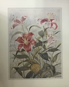 Hardy Lilies - M. Cheesman (40x50 cm)