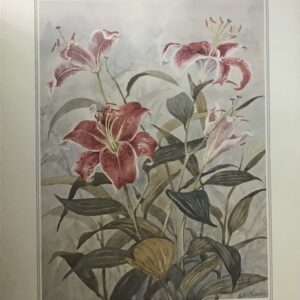 Hardy Lilies - M. Cheesman (40x50 cm)
