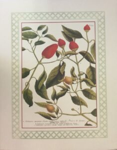 Lámina de Arte Peppers I - Frutas (40x50 cm)