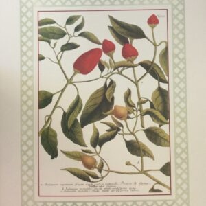 Lámina de Arte Peppers I - Frutas (40x50 cm)