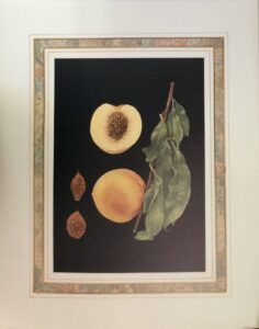 Lamina de Arte Frutal - Lamont Peaches (40x50cm)