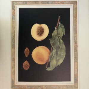 Lamina de Arte Frutal - Lamont Peaches (40x50cm)