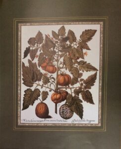 Lámina de Arte - Tomato Lucto (40x50 cm)