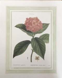 Lámina de Arte Hortensia N.24 - 40x50 cm