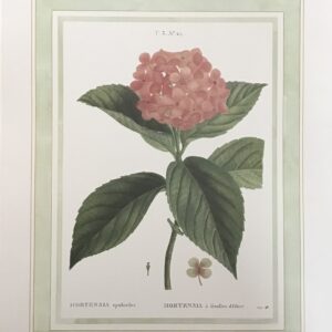 Lámina de Arte Hortensia N.24 - 40x50 cm