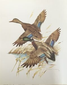 Laminarte - Mallards on the Rise (40x50 cm)