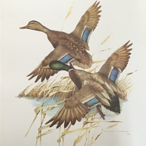 Laminarte - Mallards on the Rise (40x50 cm)