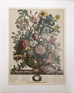 Lámina de Arte - JUNE (40x50 cm) - Flores de Robert Furber