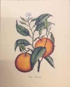 Lammina de Arte Matus Silvestris - Frutas (28x30 cm)