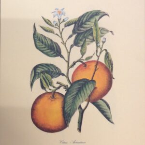 Lammina de Arte Matus Silvestris - Frutas (28x30 cm)