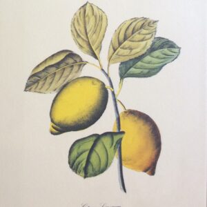 Obra de Totoy Zamudio - Grabado Digital Intervenido (100x73 cm)