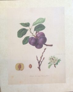 Lámina de Arte - Frutas Desconocido (25x30 cm)