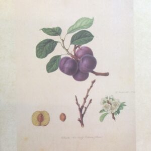 Lámina de Arte - Frutas Desconocido (25x30 cm)