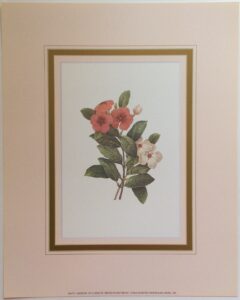 Lervenche - Lámina de Arte de J. Reditúe (20x25)