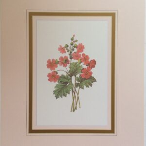 Lamina de Arte - Primula Sinsensis (20x25 cm)