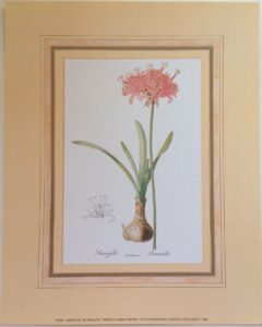 Lámina Floral Amaylis - Redoute (20x25 cm)