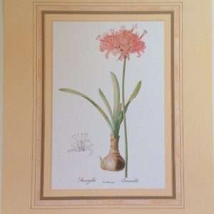 Lámina Floral Amaylis - Redoute (20x25 cm)