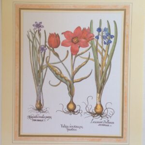 Lámina de Arte - Tulips (20x25 cm)