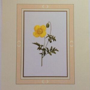 Lámina de Arte - Cambricum de Redoute (20x25 cm)