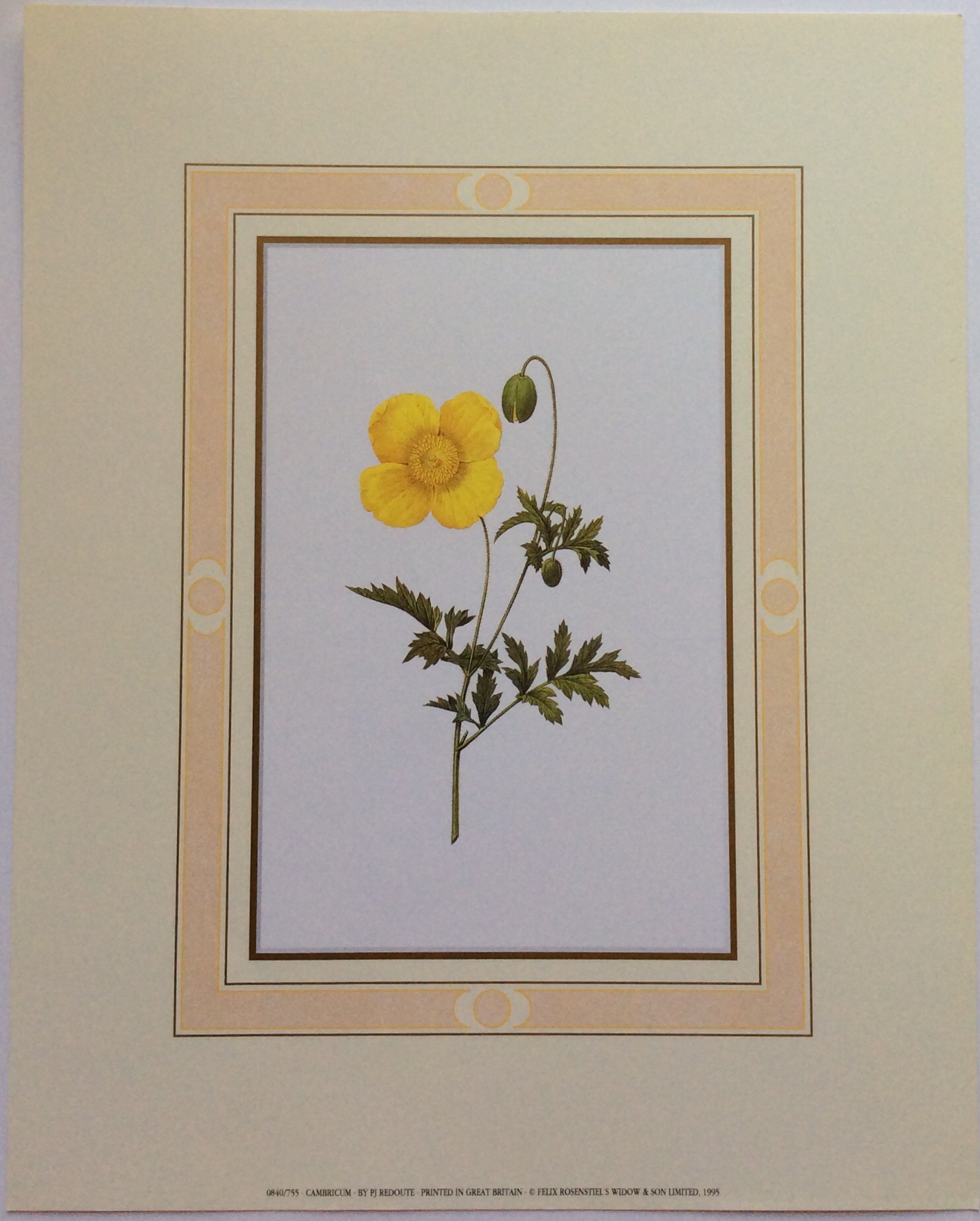 Lámina de Arte - Cambricum de Redoute (20x25 cm)