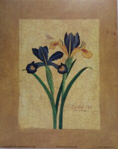 Antiqued Iris - M. Wiscombe (20x25 cm)