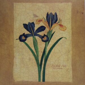 Antiqued Iris - M. Wiscombe (20x25 cm)