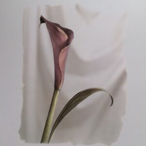 Lámina de Arte - Calla Lily (20x25 cm)