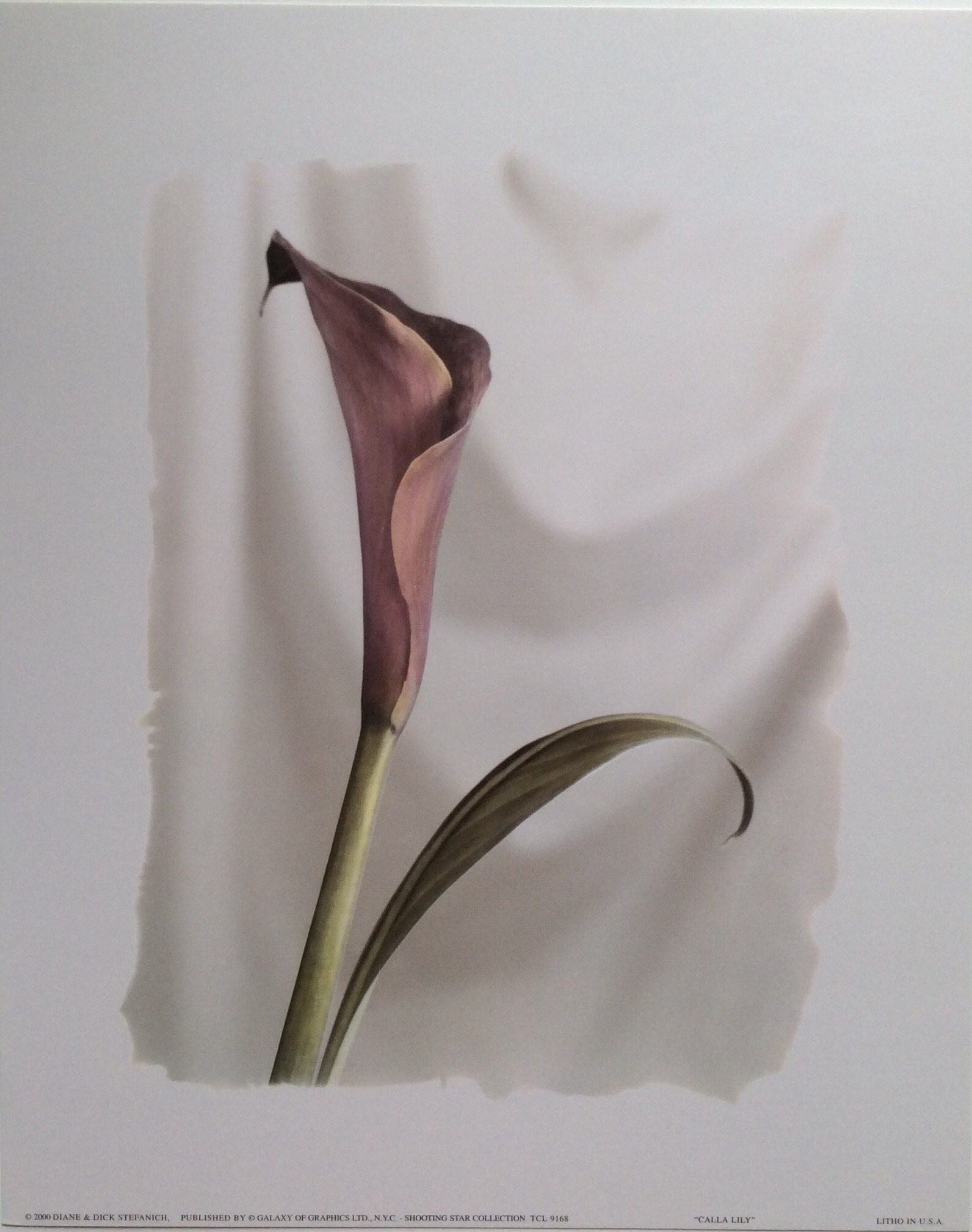 Lámina de Arte - Calla Lily (20x25 cm)
