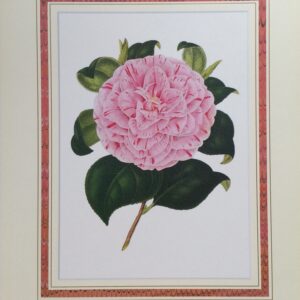 Lámina de Arte - Camelia Theresa Mey II (20x25 cm)