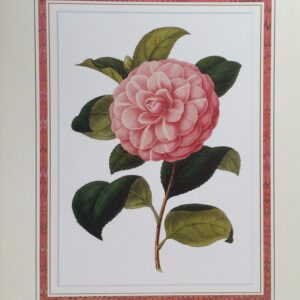 Lámina de Arte - Camelia Rosea Perfecta (20x25 cm)