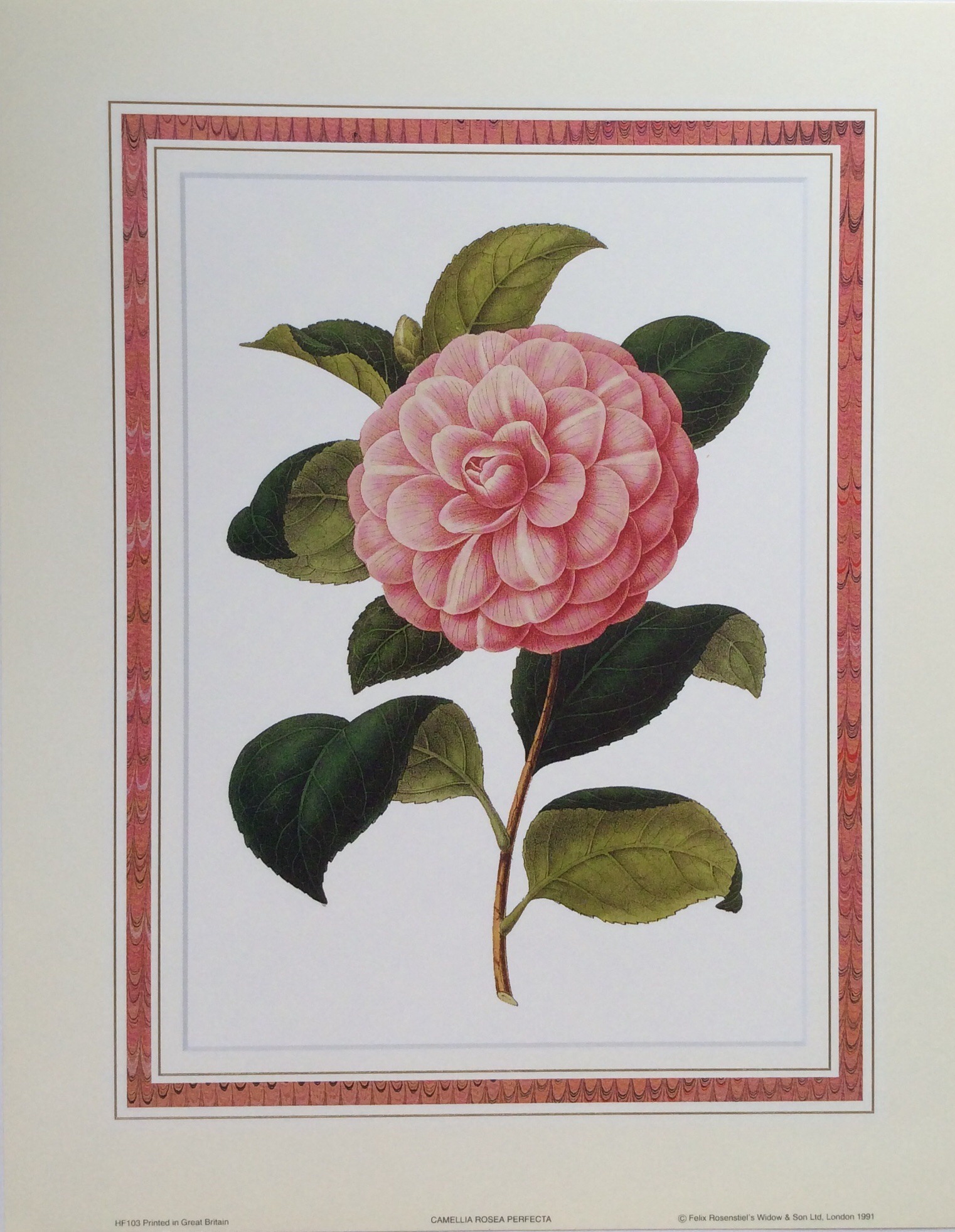 Lámina de Arte - Camelia Rosea Perfecta (20x25 cm)