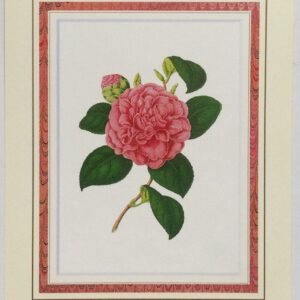 Camelia Lady Kyle - Lámina Floral (Sin dimensiones especificadas)